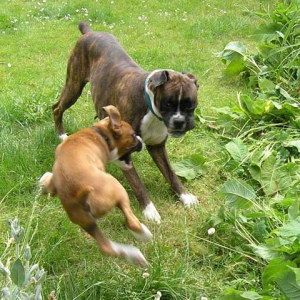 Leaping Bruce 2