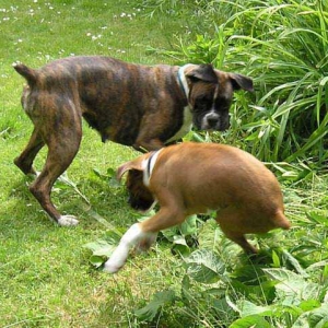 Leaping Bruce