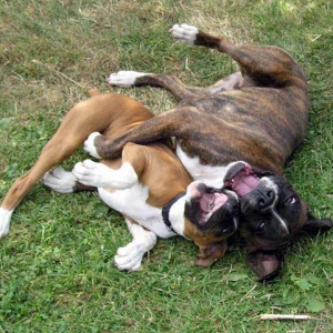 Bruce and Mia Laughing