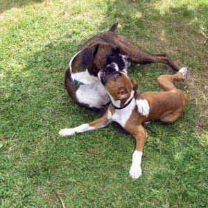 Bruce and Mia Cuddle