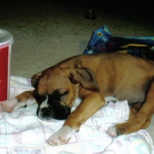 8 weeks