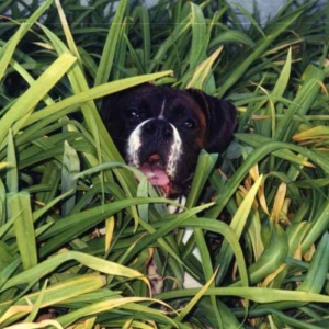 Hide and Seek