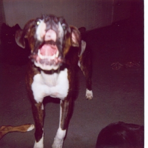 Brandy