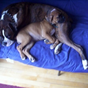 cuddle_buddies