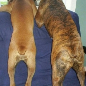 cute_butts
