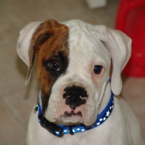 Stallone the Boxer