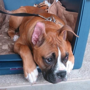Tre in his daybed