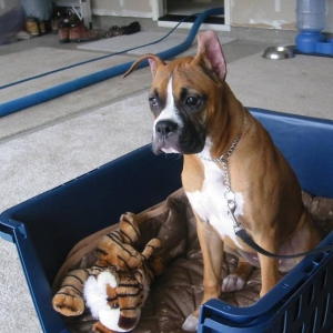 Tre sittin in his daybed