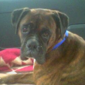 Oscar's Ride Home