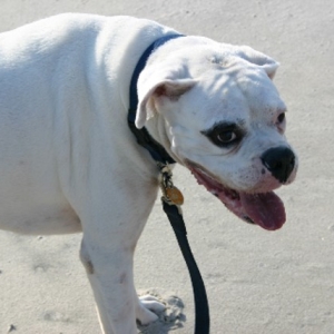 Bailey at the beach