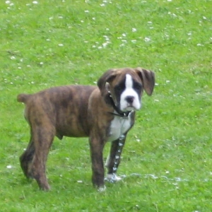 KODA