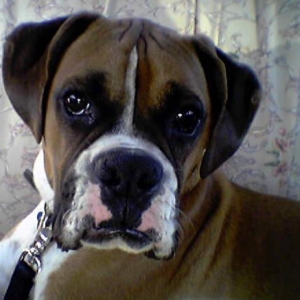 Duke is a Big Boy Now!