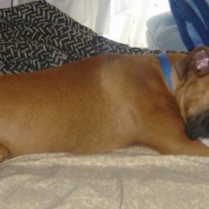 Tuckered out.