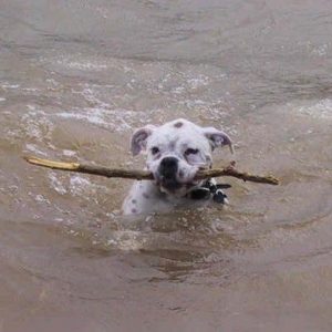 Fetch!