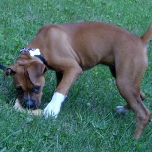 Eating a yummy bone