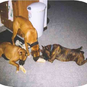 Baxter_Nala_and_Brandie