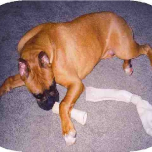 Big_Boy_Baxter