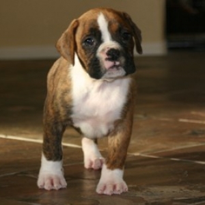 Kronk's 1st Day Home