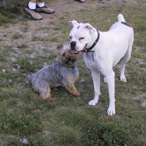 Charlie Paper at the Dog Park