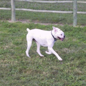 Run Forrest Run!