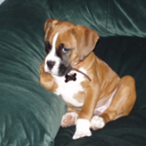 mugsy 2