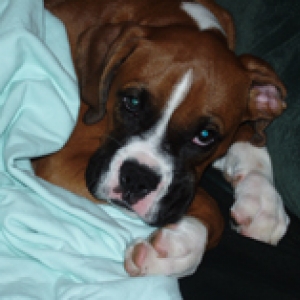 mugsy 3