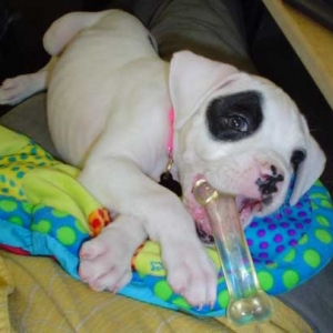 Stella_6weeks
