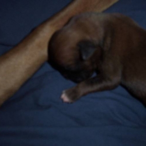 Layla's puppy