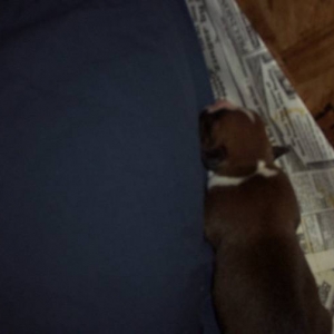 Layla'a puppy 2