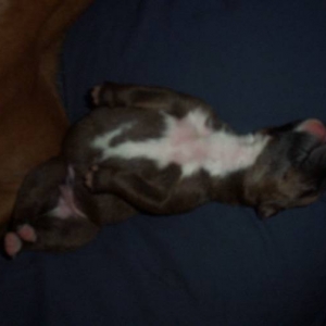 Layla's puppy 3