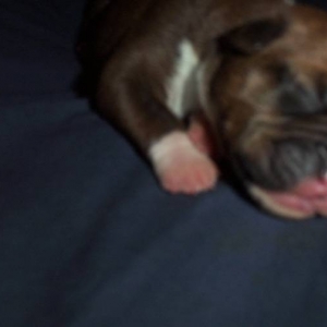 Layla's puppy 3