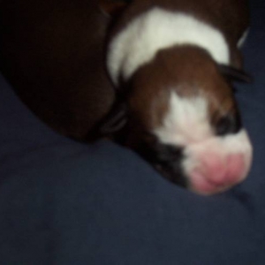 Layla's puppy