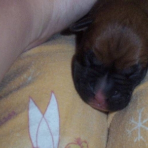 Laylas' pups