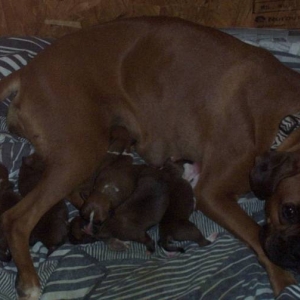 Layla and the pups
