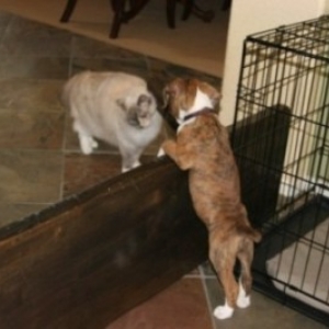 Kronk Peeking at Chloe