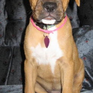 Abbie
