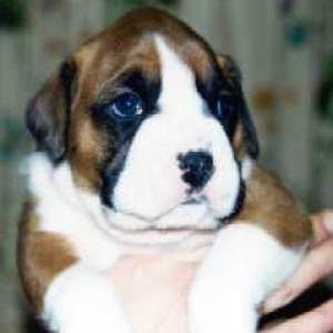 A pup out of my 2001 litter