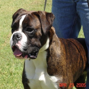 Melody our Hungarian Boxer at 9 months