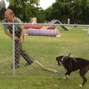 Melody with her SchH trainer at 10 months