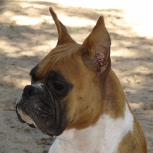 Tramp our American female