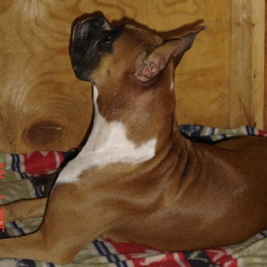 Tramp looking out for her new pup