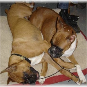 Reno & Tramp what a dogs life!
