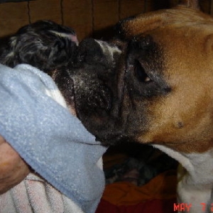 Tramp & Tessi