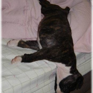 Tessi snoozing!!