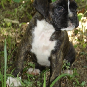 Tessi at 7 weeks