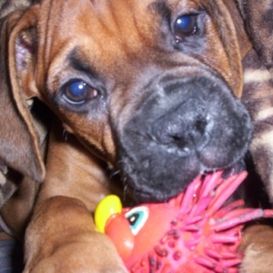 Blitz
