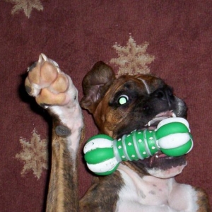 Dutchess with her favorite sqeaky toy!