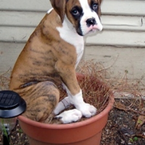 flowerpot