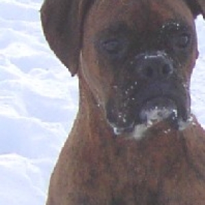 Playing in the Snow