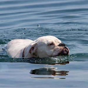 Avra swimming